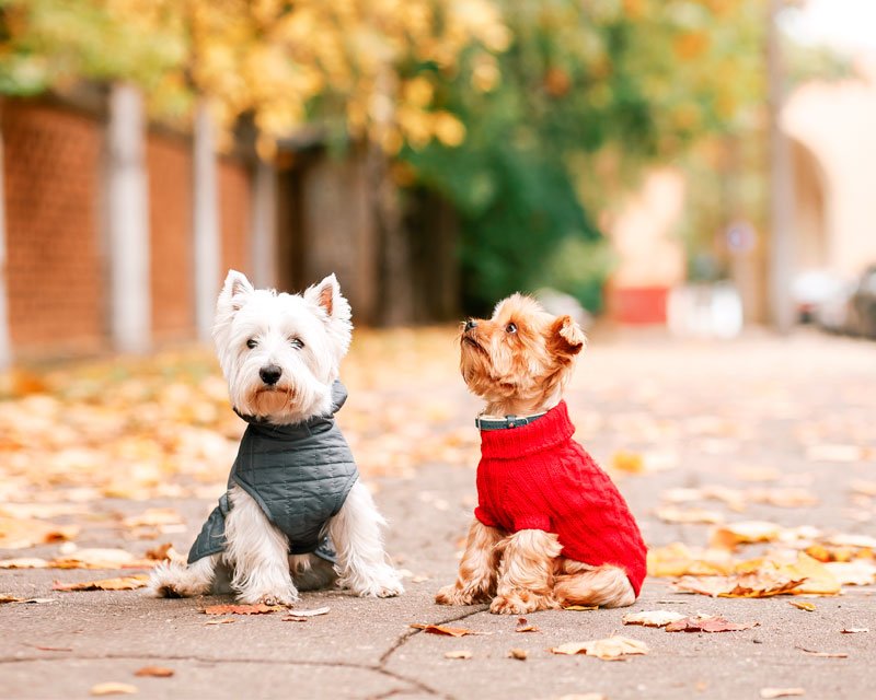 Veterinarian in Odenton, MD Veterinarian in Odenton, MD