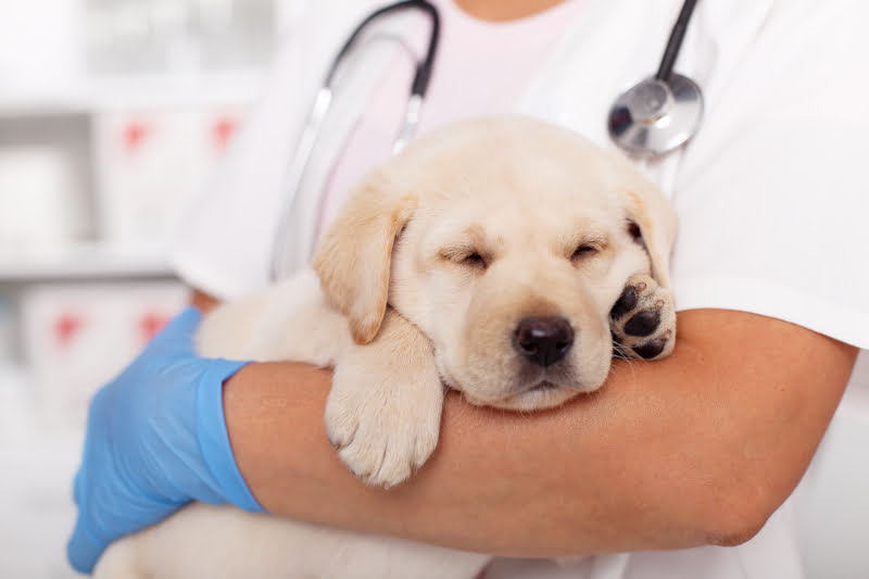 Spay and Neuter for Cats and Dogs in Odenton, MD