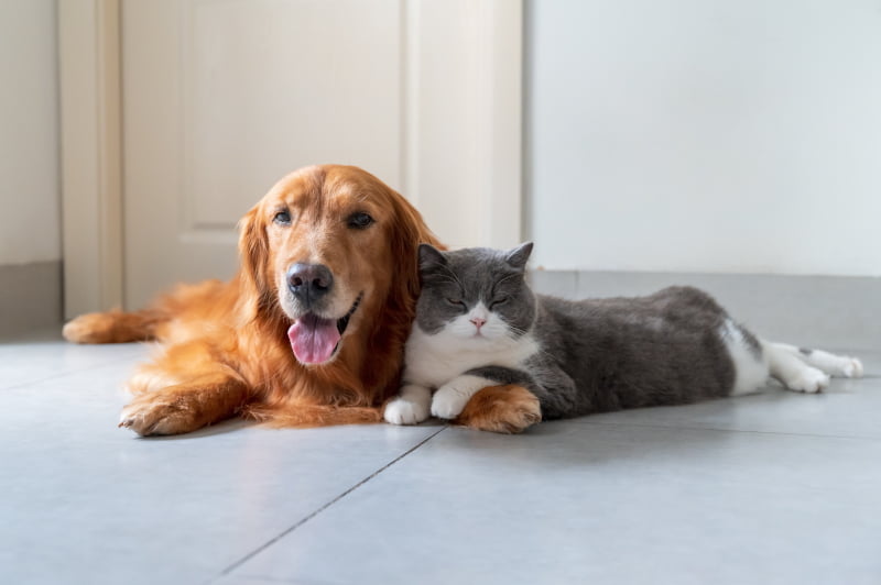 Veterinarian in Odenton, MD