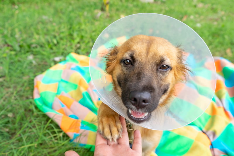 Spay and Neuter for Cats and Dogs in Odenton, MD