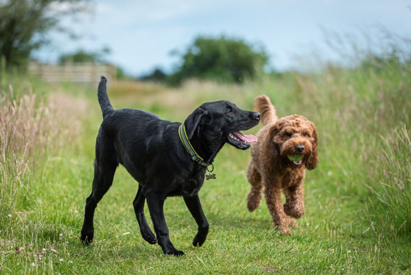 Preventative Pet Care in Gambrills, MD