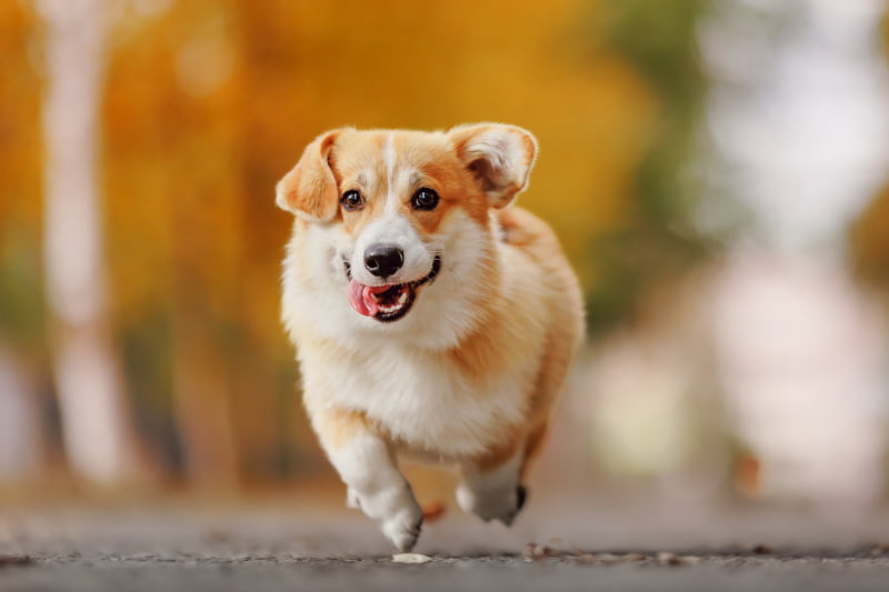 Preventative Pet Care in Gambrills, MD