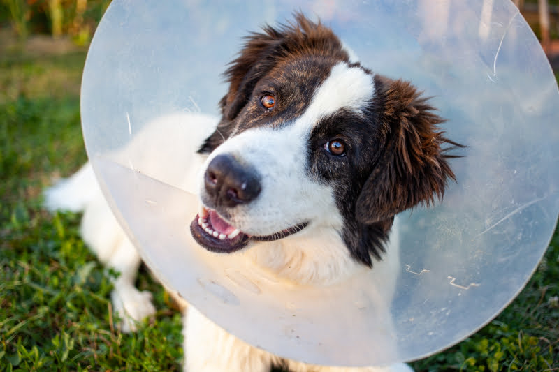 Spay and Neuter for Cats and Dogs in Odenton, MD
