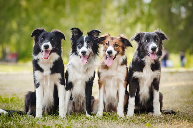 Preventative Pet Care in Gambrills, MD